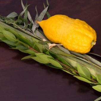 BEAUTIFUL Lulav & Esrog Sets for Baalebatim