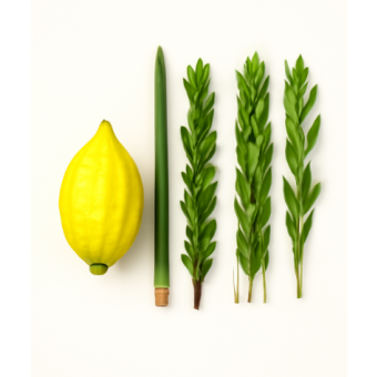 Complete Yanover Lulav & Esrog Set Collection